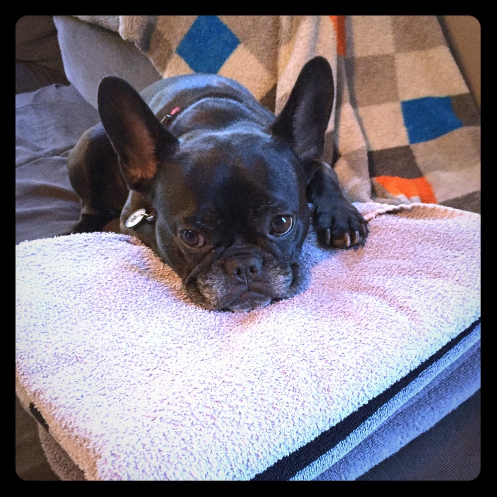 Meet your Posher Raffydogs - Picture 2 of 7